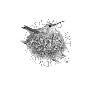 Kolibri Kunst Druck - Geschenk für Mama - Original Kolibri Zeichnung im Nest - Ideal für Vogelliebhaber oder neue Mama - Schöne Kunst fürs Kinderzimmer