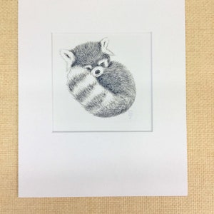 Red Panda Art print. Baby Panda Print signed by the artist. Red panda curled up sleeping. Fluffy tail is in front. This photo is showing how the print comes with a custom cut white mat. Makes a great gift for Baby Shower. Nursery animal art