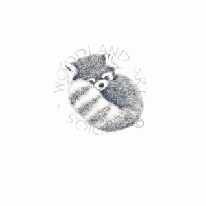 Red Panda Art print . Baby Panda Print signed by the artist. Red panda curled up sleeping. Fluffy tail is in front. This photo is a close up of the image to show the detail. Baby Shower Gift .Nursery animal art