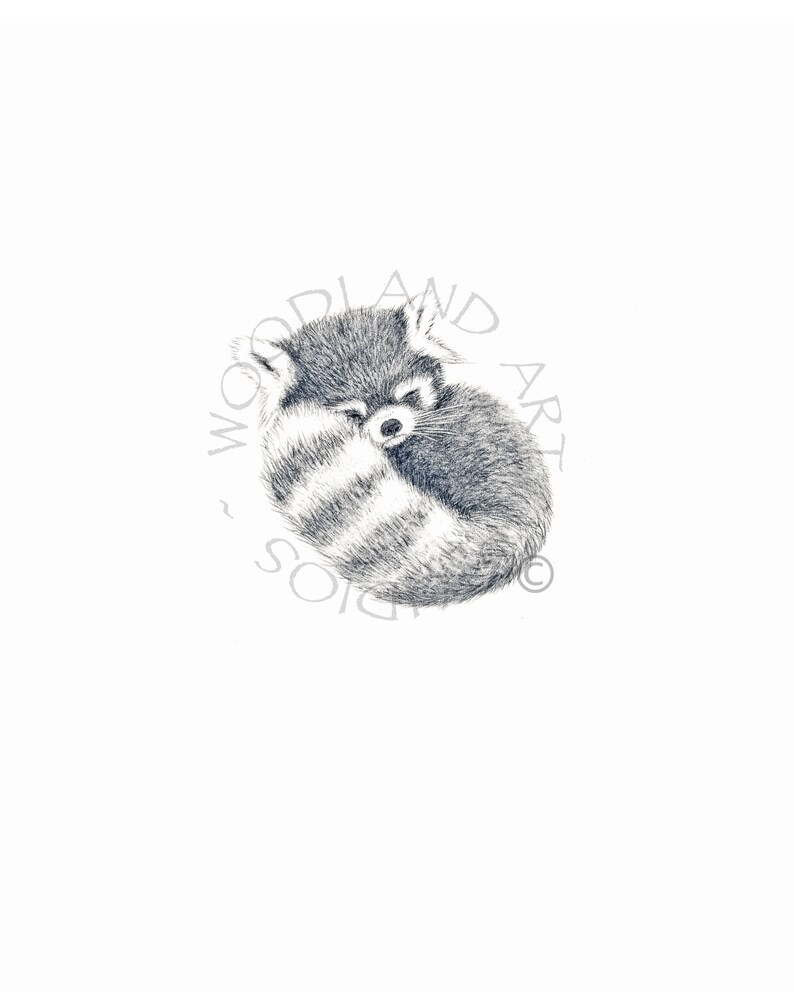 Red Panda Art print . Baby Panda Print signed by the artist. Red panda curled up sleeping. Fluffy tail is in front. This photo is a close up of the image to show the detail. Baby Shower Gift .Nursery animal art