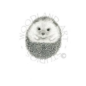Hedgehog art print-  Larger version of the hedgehog drawing signed by the artist-  9 x 12 Hedgehog art for nursery - Animal art print