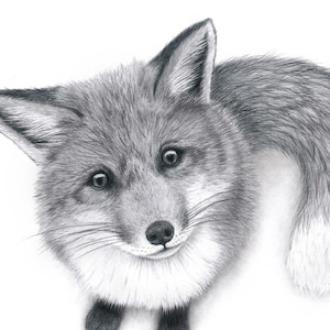 Cute Fox wall art -Detailed fox fine art print from original drawing- It comes signed by the artist -Wildlife art print - Great gift idea
