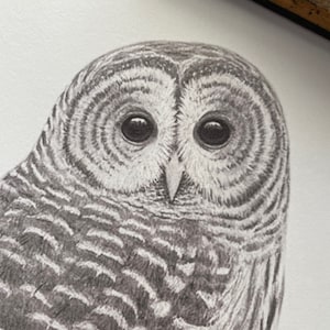 Owl Art Print - Barred Owl wall Art -Original artwork signed by the artist -Gift for him - Owl wisdom fine art - Gift for bird watcher