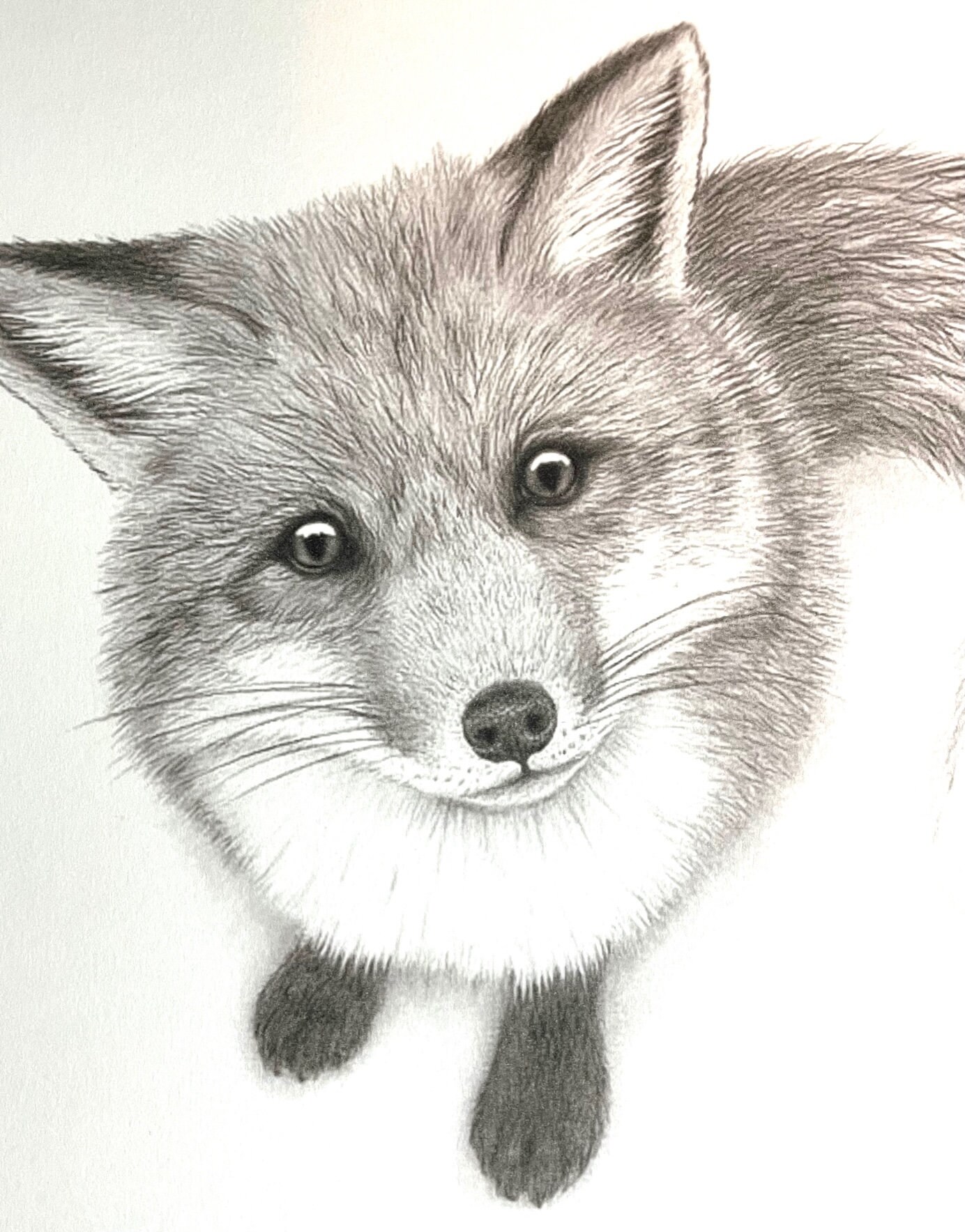 Fox Art Print Detailed Red Fox Wall Art Signed by the Artist Boho