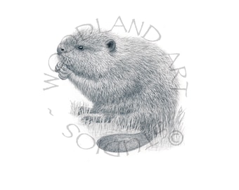 Adorable Canadian Beaver Wall Art -Beaver art print for him - Perfect Present for Animal Lovers - Unique Souvenir from Canada