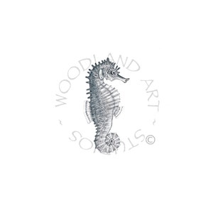 Seahorse art print - Detailed Sea horse animal wall art - Original ocean animal art signed by artist - beach house decor -Beach themed art