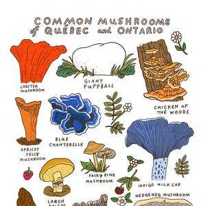 Common Mushrooms of Quebec & Ontario Print