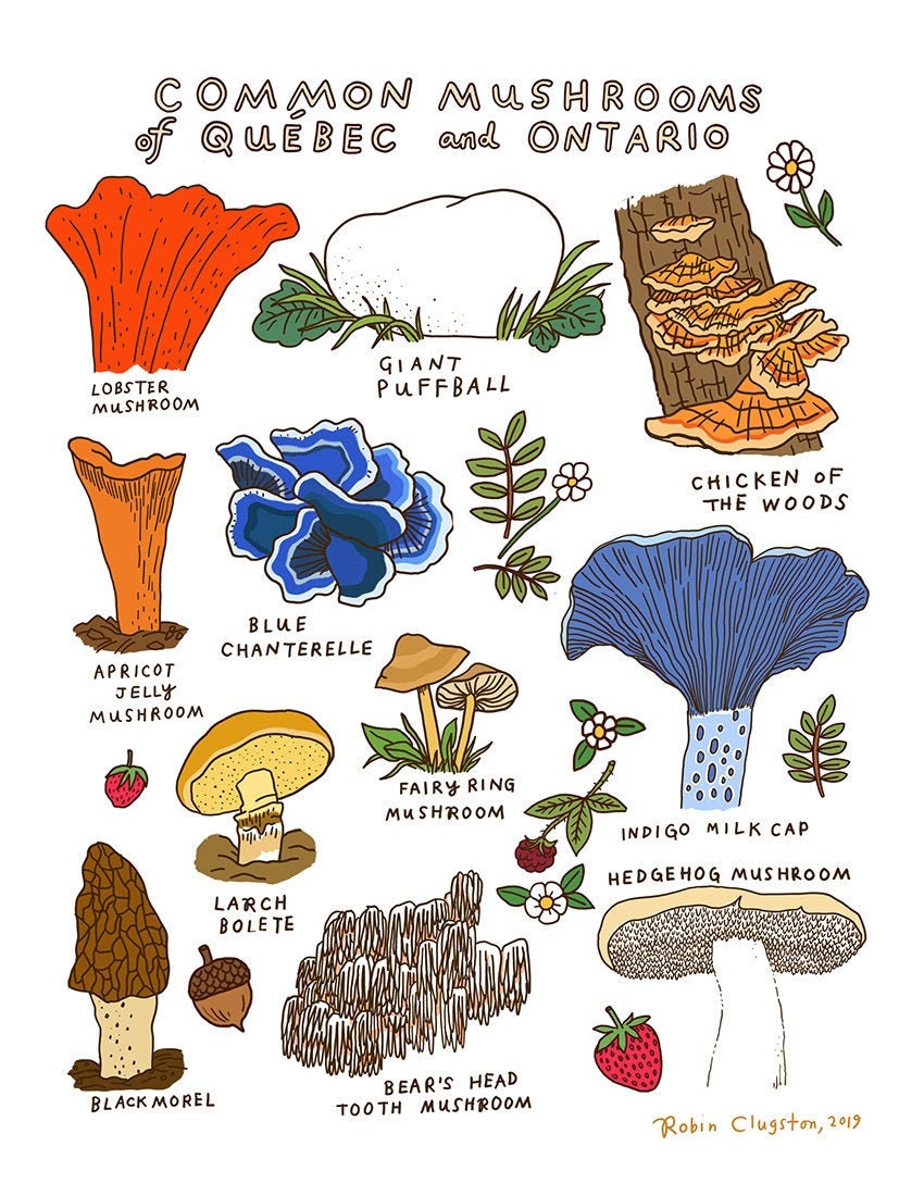 Common Mushrooms of Quebec & Ontario Print Etsy Canada