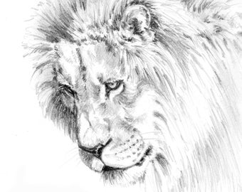 PRINTABLE LION DRAWING, African Animal Sketch, Big Cat Instant Digital Download, Wall Art, Lion Lover Gift by artist Kindrie Grove