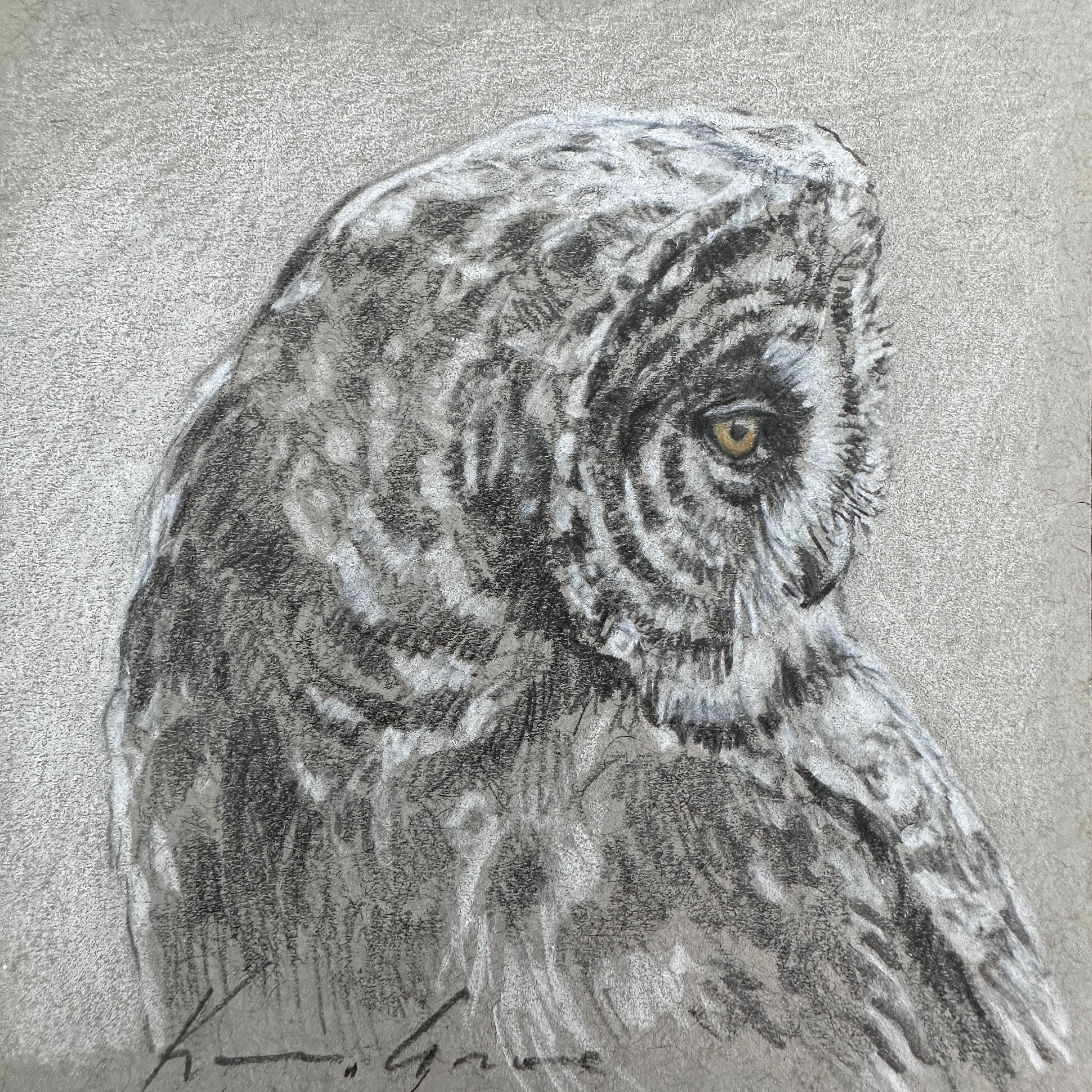 SMALL OWL DRAWING, Young Great Grey, Small Wildlife Art, Owl Lover Gift, Nursery Decor by Canadian a