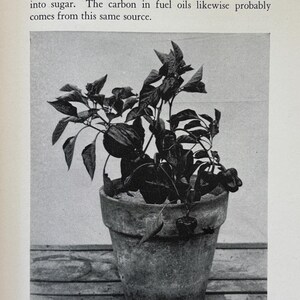 May include: A black and white image of a potted plant with dark green leaves and what appears to be peppers. The plant is in a weathered, gray ceramic pot. Text at the bottom reads "SWEET PEPPERS" and describes the plant's growth.