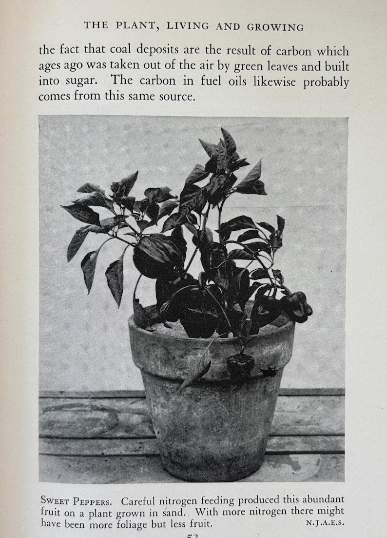 May include: A black and white image of a potted plant with dark green leaves and what appears to be peppers. The plant is in a weathered, gray ceramic pot. Text at the bottom reads "SWEET PEPPERS" and describes the plant's growth.