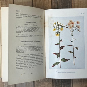 Rare Botany Book How To Know The Wild Flowers Green Home Decor Flower Garden Lily Orchids image 7