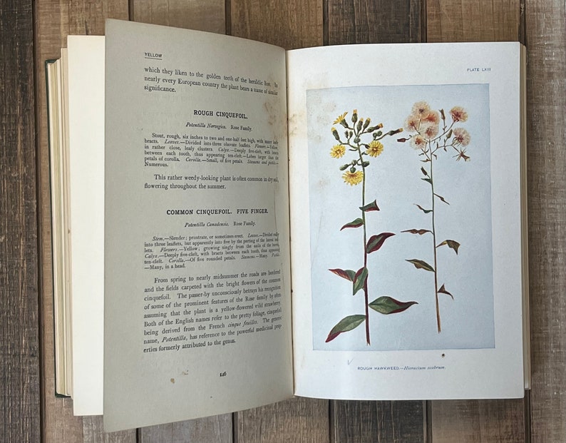 Rare Botany Book How To Know The Wild Flowers Green Home Decor Flower Garden Lily Orchids image 7