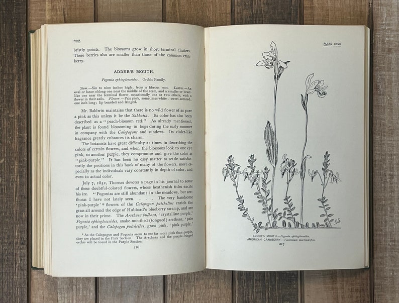Rare Botany Book How To Know The Wild Flowers Green Home Decor Flower Garden Lily Orchids image 8
