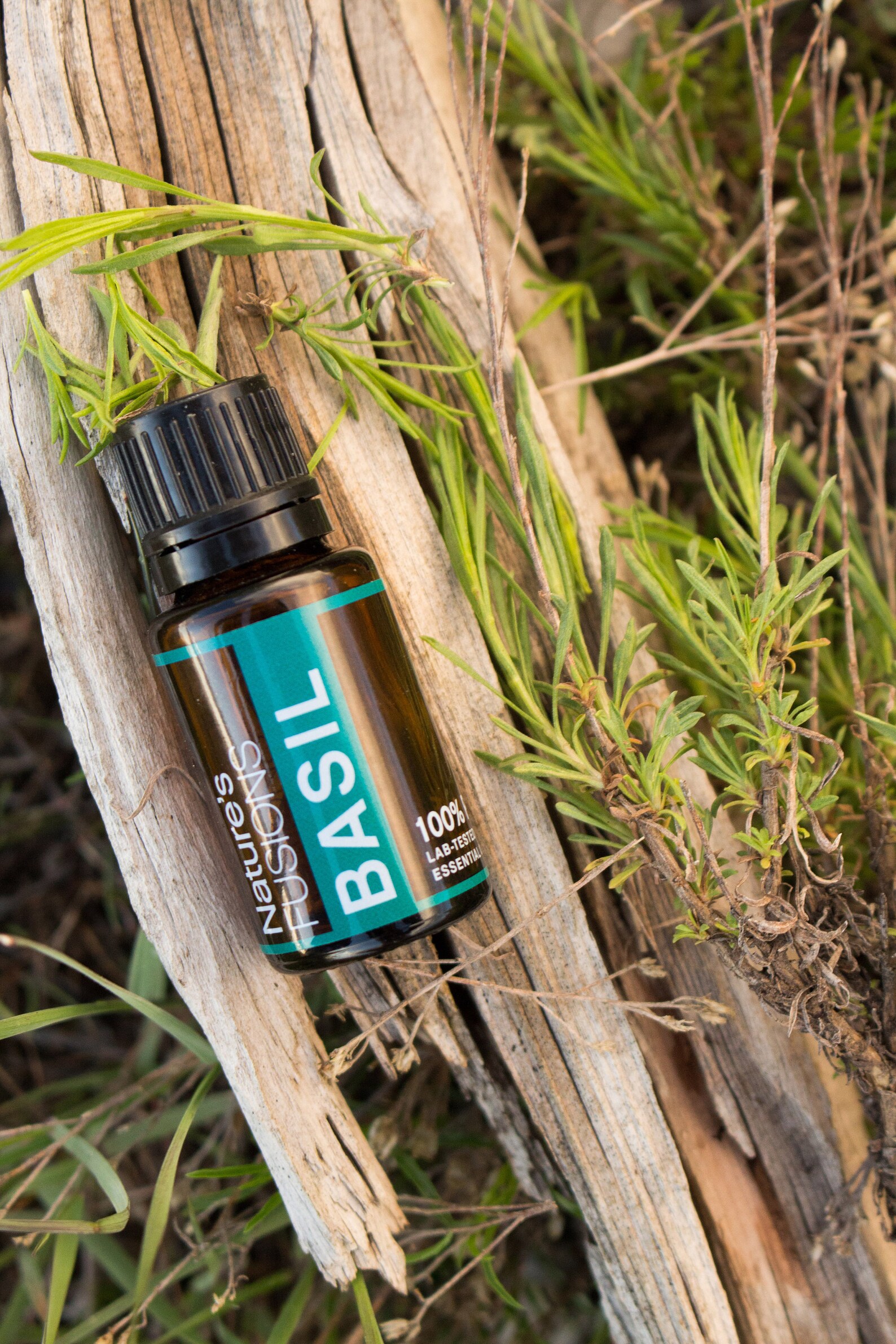 Buy Basil Essential Oil 15ml Ocimum Basilicum 100 Pure Online in India