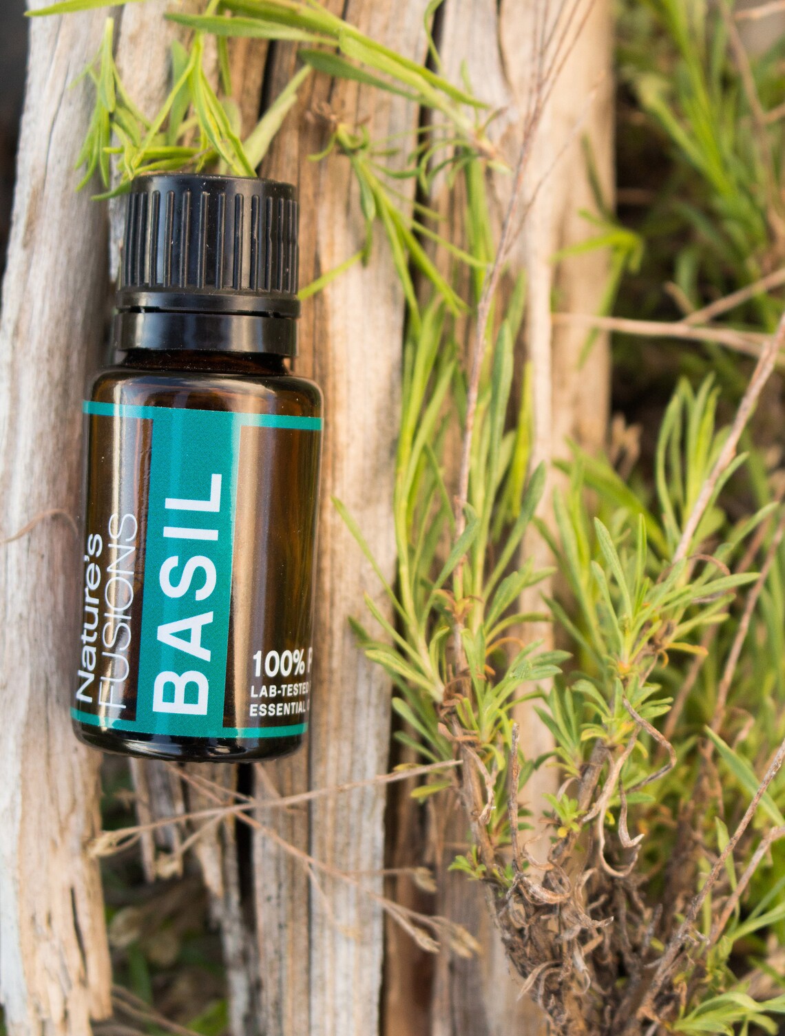 Buy Basil Essential Oil 15ml Ocimum Basilicum 100 Pure Online in India
