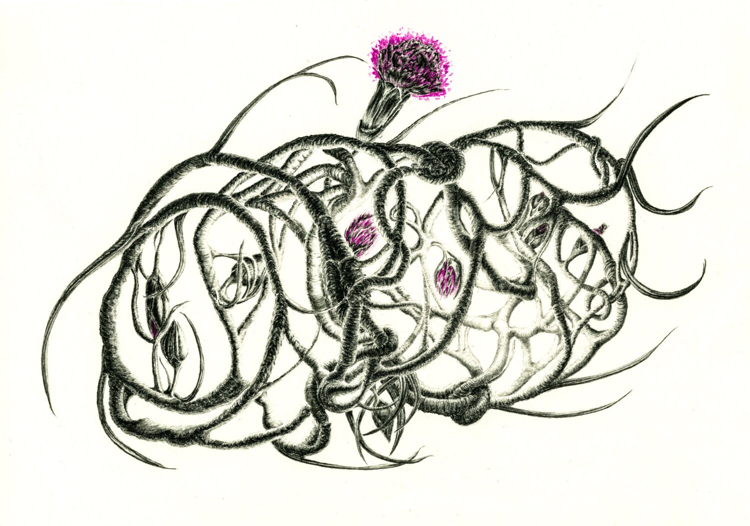 Pencil Drawing Botanical Print Botanical Art Botanical Illustration