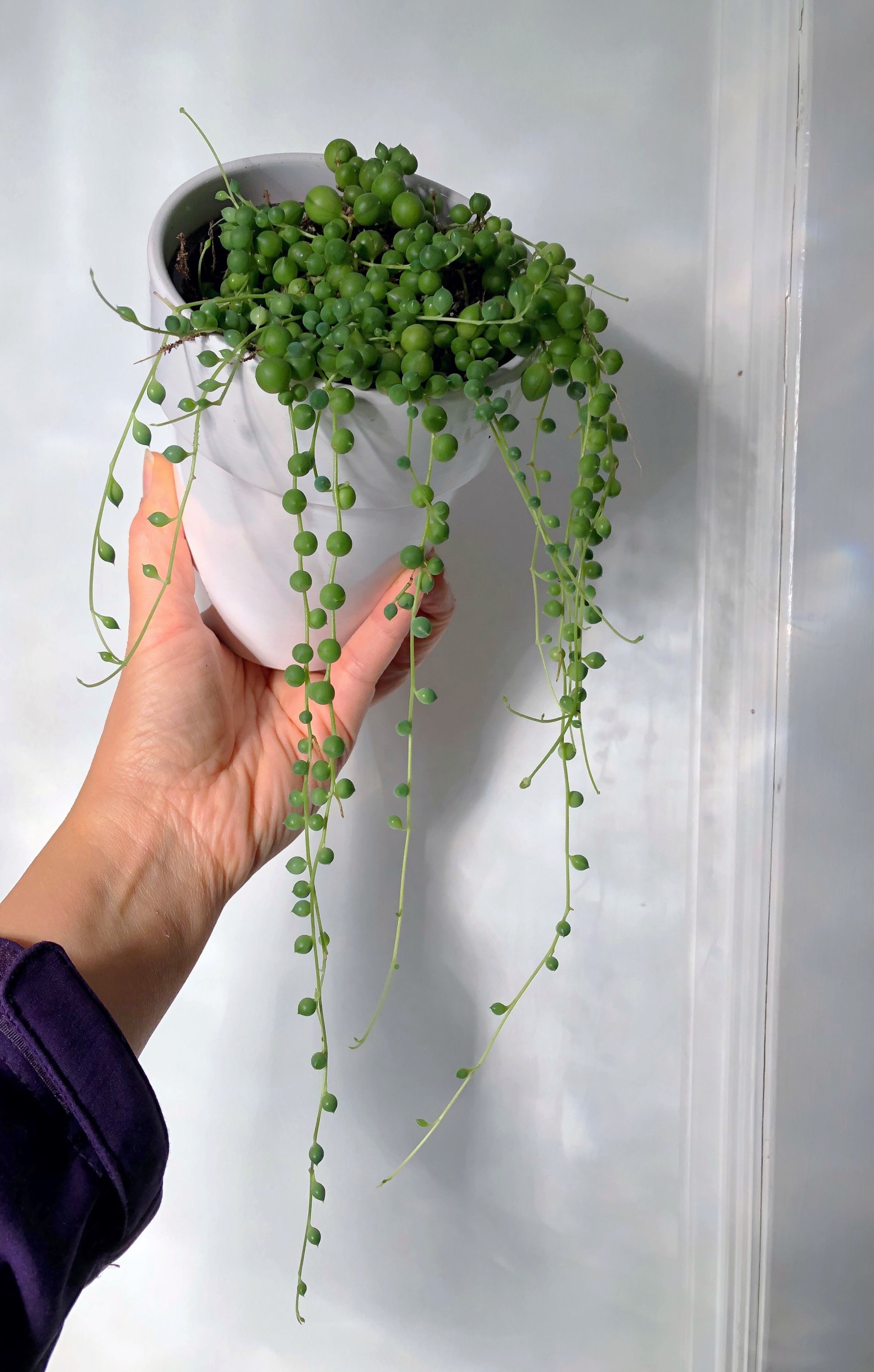 String of Pearls/Succulent plant/succulents/indoor Etsy
