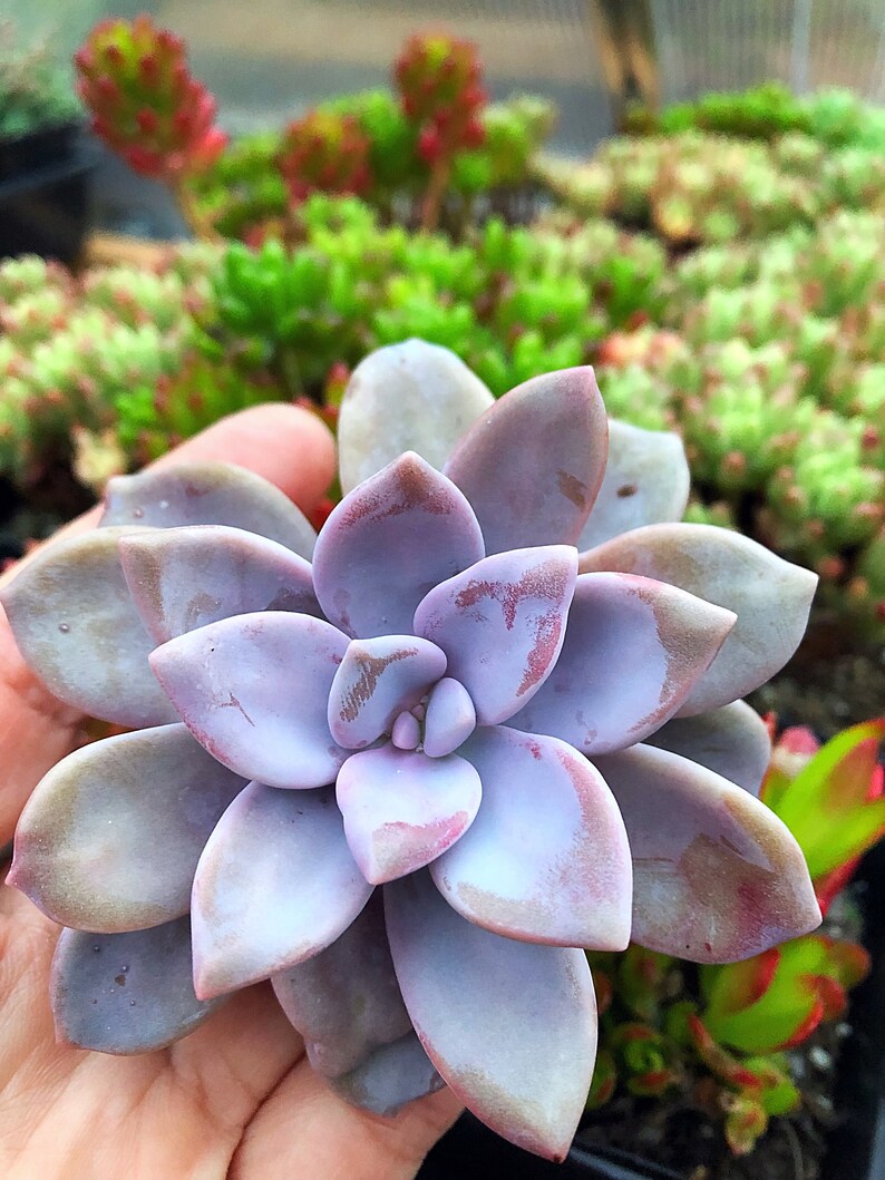 graptopetalum pentandrum murasaki graptopetalum pentandrum murasaki