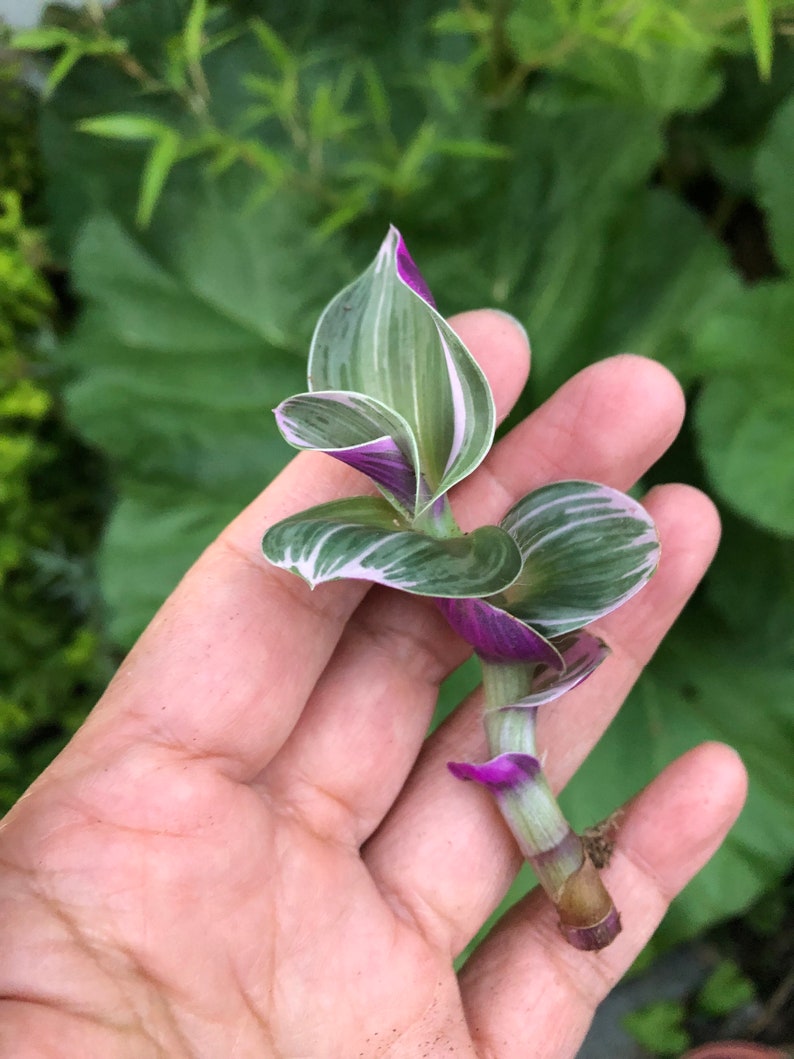 SALE Tradescantia Nanouk/rare Plant/indoor Etsy Canada