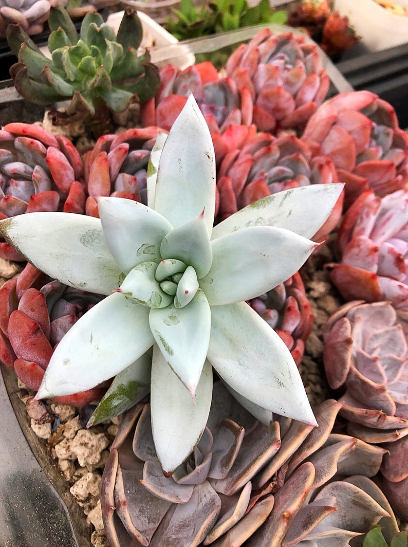 Echeveria Mexican Giant/live Succulent/succulent/live Etsy Canada