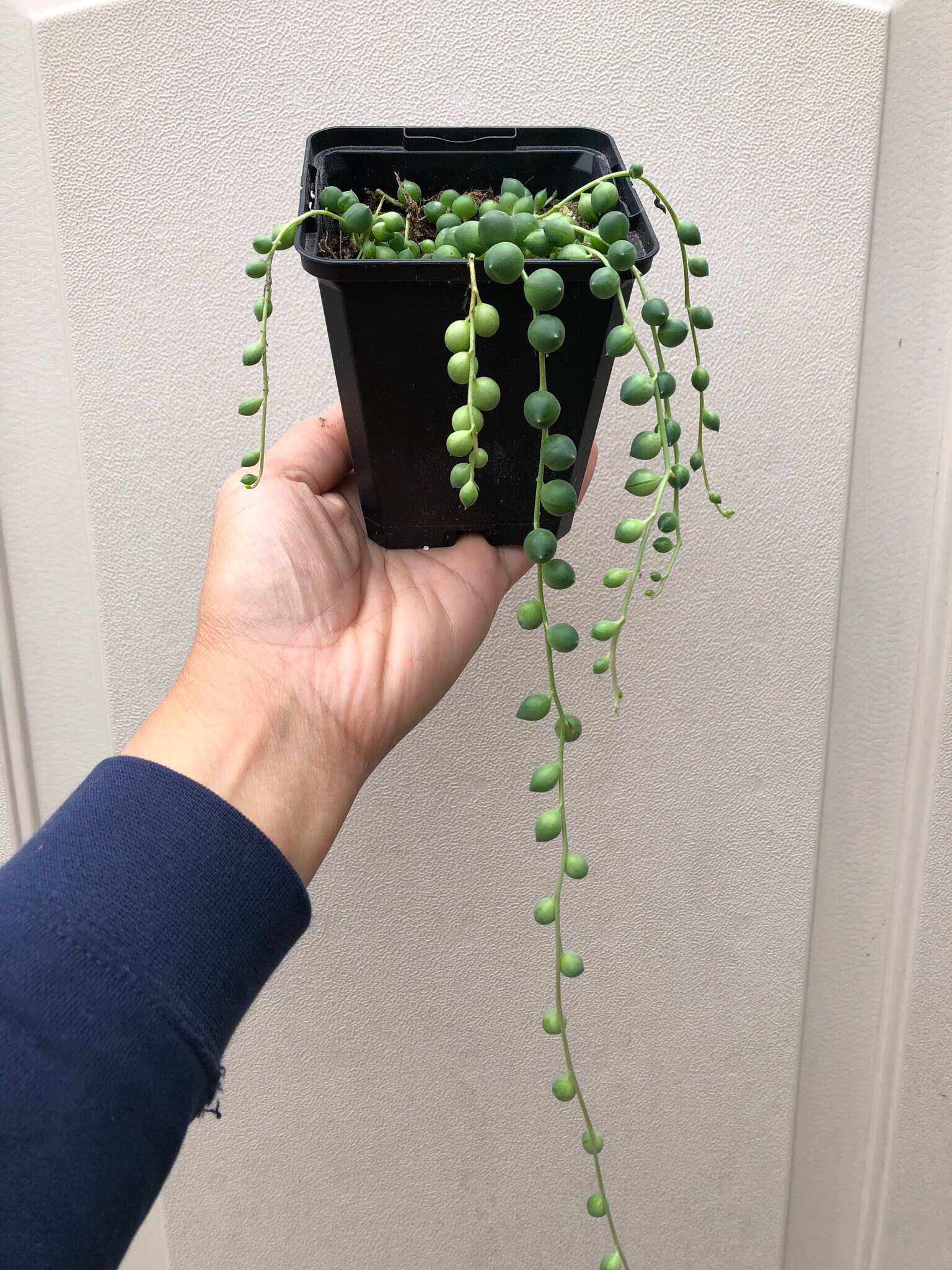 SALE String of Pearls/Succulent plant/succulents/indoor Etsy