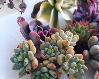 Sedum Clavatum Hybrid cluster/succulent plant/succulent garden/succulent arrangement/succulent wedding/live plants