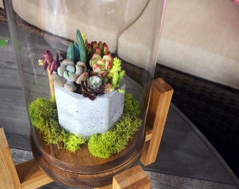 Succulent arrangement in cloche with stand set/concrete planter/succulent arrangement/succulent art/cactus planter/wedding succulent/planter