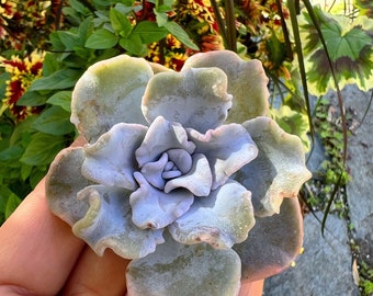 Echeveria Crispate Beauty/Rare plant/tropical plant/succulents/indoor plant/succulent arrangement/live plants/cactus/succulent wedding