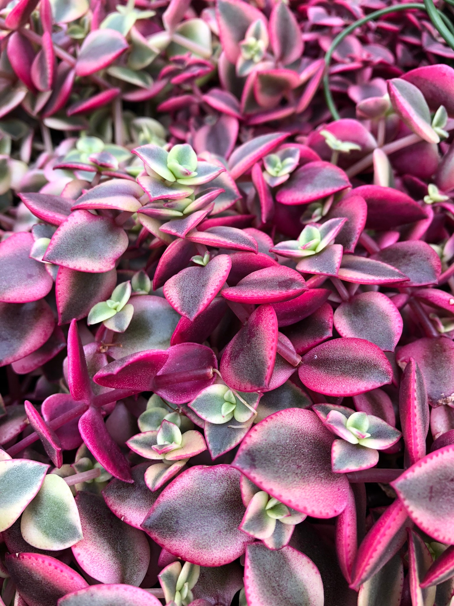 Crassula Calico Kitten/succulent Plant/succulents/indoor - Etsy Canada