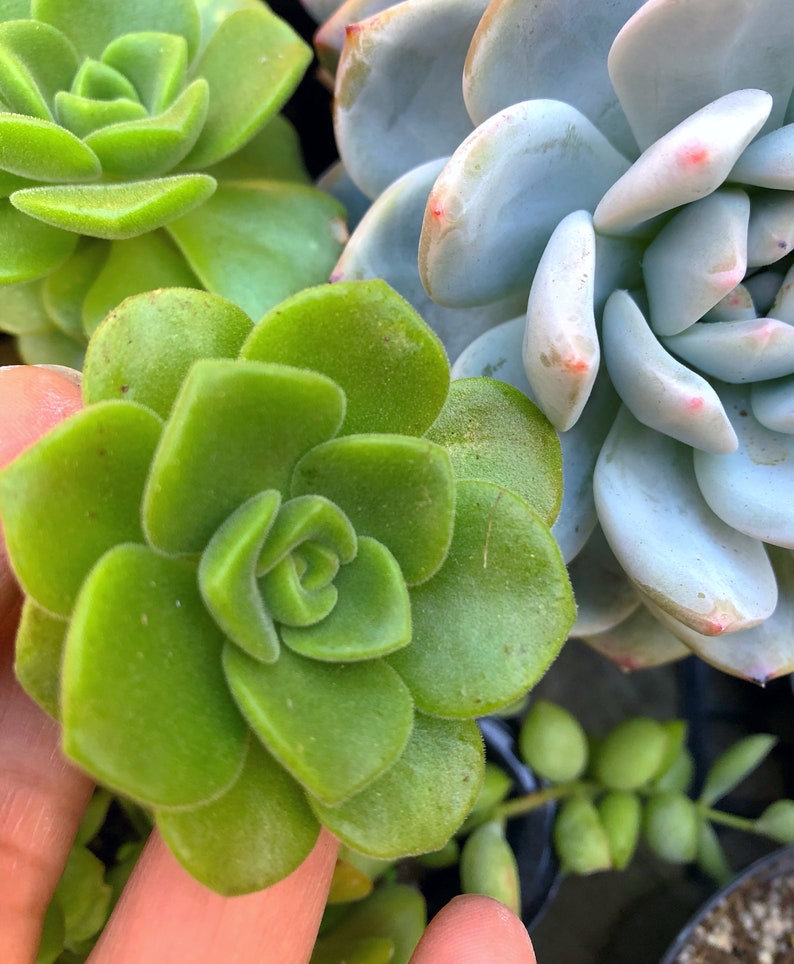 Aeonium Lily Pad/Succulent plant/succulents/indoor Etsy