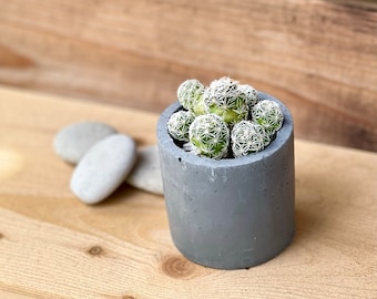 Thimble Cactus/Plant/Succulent plant/succulents/indoor plant/succulent arrangement/plants/cactus/succulent wedding