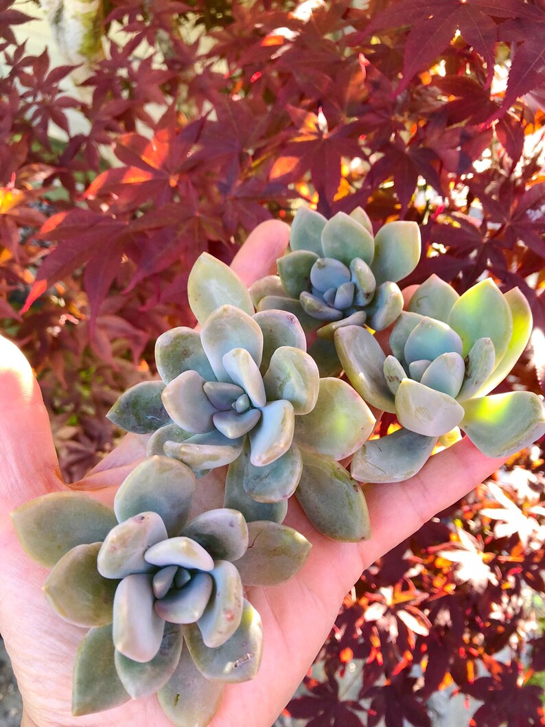 Ghost Plant/Succulent plant/succulents/indoor plant Ghost Plant/Succulent plant/succulents/indoor plant