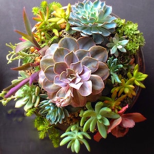 Custom order/succulent plant/Succulent art/succulent garden/cactus/succulent arrangement/succulent arrangement/floral arrangement image 1