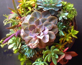 Custom order/succulent plant/Succulent art/succulent garden/cactus/succulent arrangement/succulent arrangement/floral arrangement