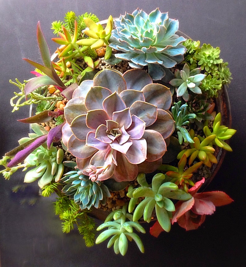 Custom order/succulent plant/Succulent art/succulent garden/cactus/succulent arrangement/succulent arrangement/floral arrangement image 1