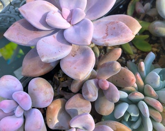 Graptopetalum Murasaki/succulent/succulent/plant/succulent garden/succulent arrangement/succulent wedding/live plants