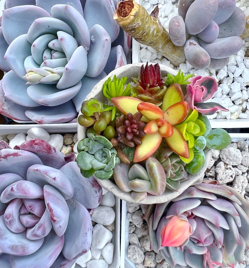 Custom order/succulent plant/Succulent art/succulent garden/cactus/succulent arrangement/succulent arrangement/floral arrangement image 5
