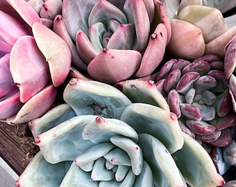 Echeveria Wild Colorata/succulent/plant/succulent garden/succulent arrangement/succulent wedding/live plants