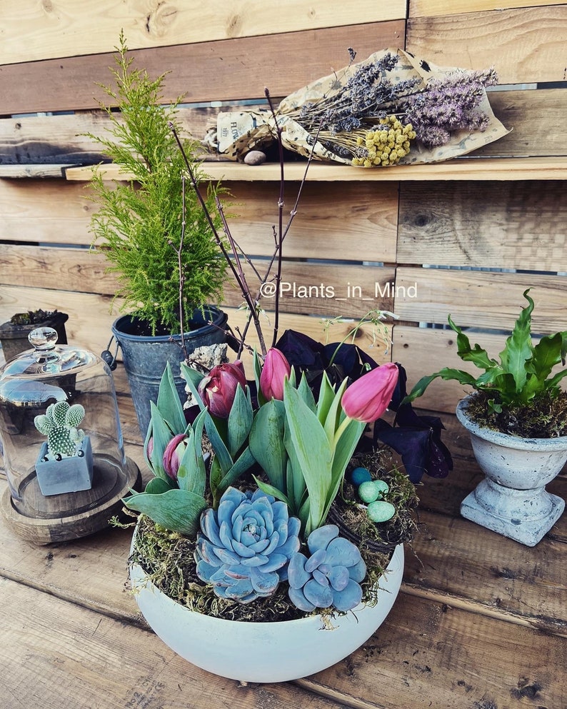 Custom order/succulent plant/Succulent art/succulent garden/cactus/succulent arrangement/succulent arrangement/floral arrangement image 9