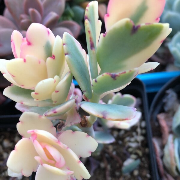 Kalanchoe Fedtschenkoi Marginata/Indoor plant/succulents/succulent/succulent garden/succulent arrangement/succulent wedding/live plants