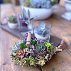 Custom order/succulent plant/Succulent art/succulent garden/cactus/succulent arrangement/succulent arrangement/floral arrangement image 8