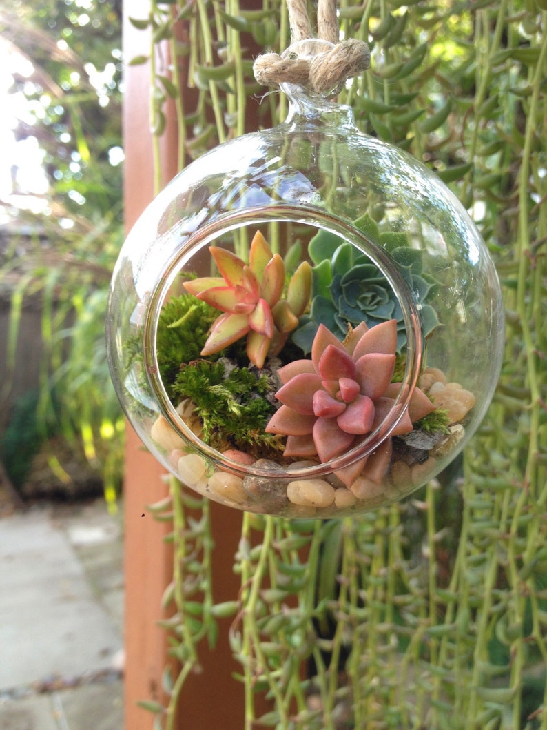 Hanging terrarium/succulent terrarium/hanging planter/succulent garden/succulent wedding decor/party favor/moss terrarium/air plant 