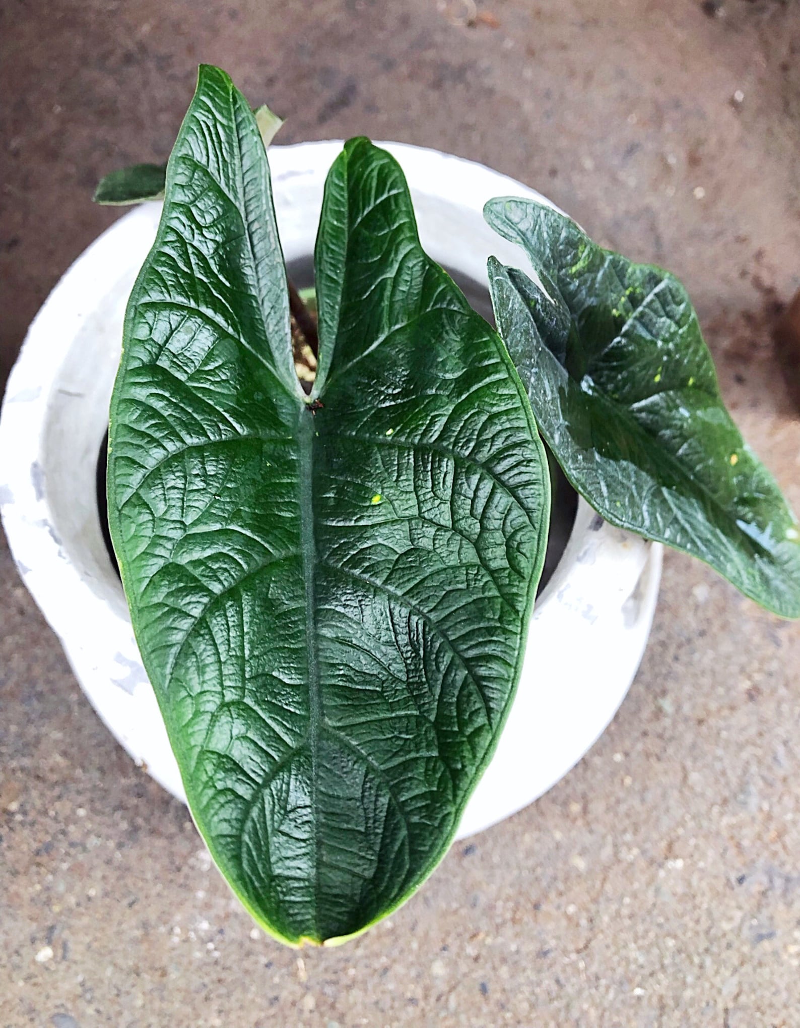 Alocasia Scalprum plant