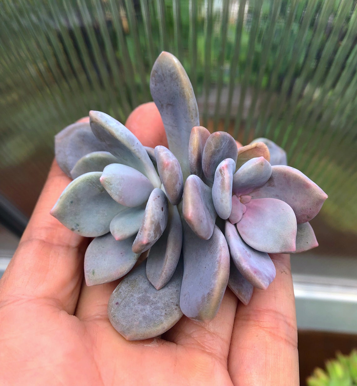 graptopetalum pentandrum murasaki graptopetalum pentandrum murasaki