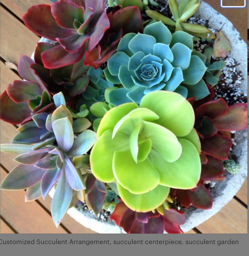 Custom order/succulent plant/Succulent art/succulent garden/cactus/succulent arrangement/succulent arrangement/floral arrangement image 10