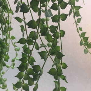 Dischidia Ruscifolia/Succulent plant/succulents/indoor plant/succulent arrangement/live plants/cactus/succulent wedding