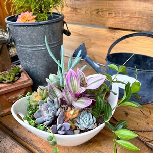 Custom order/succulent plant/Succulent art/succulent garden/cactus/succulent arrangement/succulent arrangement/floral arrangement image 3