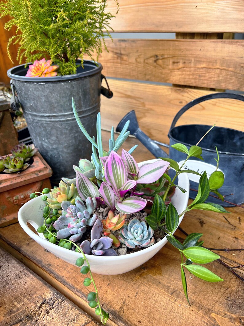 Custom order/succulent plant/Succulent art/succulent garden/cactus/succulent arrangement/succulent arrangement/floral arrangement image 3